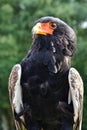 Bateleur Eagle, Pine Eagle, Terathopius ecaudatus