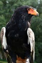 Bateleur Eagle, Pine Eagle, Terathopius ecaudatus