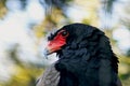 Bateleur Eagle, Pine Eagle, Terathopius ecaudatus Royalty Free Stock Photo