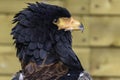 Bateleur Eagle Portrait Royalty Free Stock Photo