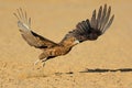Immature bateleur eagle taking off, Kalahari desert, South Africa Royalty Free Stock Photo