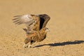 Immature bateleur eagle taking off, Kalahari desert, South Africa Royalty Free Stock Photo