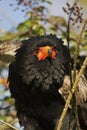 BATELEUR EAGLE terathopius ecaudatus Royalty Free Stock Photo