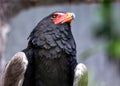 Bateleur Eagle (Terathopius ecaudatus) in Africa Royalty Free Stock Photo