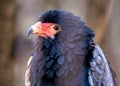 Bateleur Eagle (Terathopius ecaudatus) in Africa Royalty Free Stock Photo