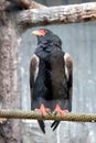 Bateleur Eagle (Terathopius ecaudatus) in Africa Royalty Free Stock Photo