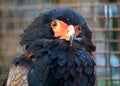 Bateleur Eagle (Terathopius ecaudatus) in Africa Royalty Free Stock Photo