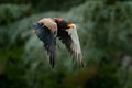 Bateleur Eagle, Terathopius ecaudatus, brown and black bird of prey fly in the nature habitat, Kenya, Africa. Wildlife scene form Royalty Free Stock Photo