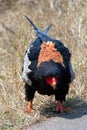 Bateleur eagle [terathopius ecaudatus] ieating scraps n Kruger National Park South Africa Royalty Free Stock Photo