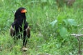 Bateleur Eagle (Terathopius ecaudatus)