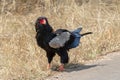 Bateleur eagle [terathopius ecaudatus] in Kruger National Park South Africa Royalty Free Stock Photo