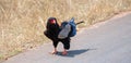 Bateleur eagle [terathopius ecaudatus] in Kruger National Park South Africa Royalty Free Stock Photo