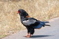 Bateleur eagle [terathopius ecaudatus] in Kruger National Park South Africa Royalty Free Stock Photo