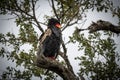 The bateleur, Terathopius ecaudatus, is a medium-sized eagle in the family Accipitridae.