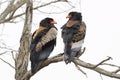 Bateleur Eagle Terathopius ecaudatus pair Royalty Free Stock Photo