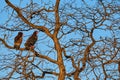Bateleur Eagle, Terathopius ecaudatus, pair brown and black bird of prey in nature habitat, sitting on the branch, Kgalagadi,