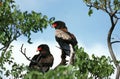 Bateleur Eagle, terathopius ecaudatus, Pair standing in Tree, Namibia Royalty Free Stock Photo