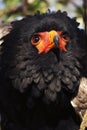 BATELEUR EAGLE terathopius ecaudatus, PORTRAIT OF ADULT Royalty Free Stock Photo