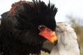 Bateleur Eagle, terathopius ecaudatus, Portrait of Adult Royalty Free Stock Photo