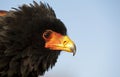Bateleur Eagle, terathopius ecaudatus, Portrait of Adult Royalty Free Stock Photo