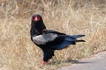 Bateleur eagle [terathopius ecaudatus] staring in Kruger National Park South Africa Royalty Free Stock Photo