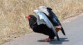 Bateleur eagle [terathopius ecaudatus] taking off in Kruger National Park South Africa Royalty Free Stock Photo