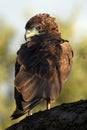 Bateleur eagle Royalty Free Stock Photo