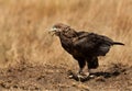 Bateleur eagle with tortoise kill,  Masai Mara Royalty Free Stock Photo