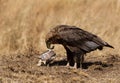 Bateleur eagle with tortoise kill,  Masai Mara Royalty Free Stock Photo