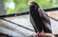 The bateleur Eagle in a Zoo, Berlin Royalty Free Stock Photo