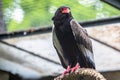 The bateleur Eagle in a Zoo, Berlin Royalty Free Stock Photo
