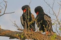 Bateleur eagles Royalty Free Stock Photo