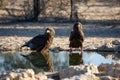 Bateleur Eagles Royalty Free Stock Photo