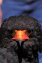Bateleur head close up Royalty Free Stock Photo