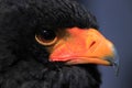 Bateleur head close up Royalty Free Stock Photo