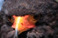Bateleur head close up Royalty Free Stock Photo