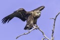 Bateleur - Immature