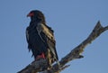 Bateleur Royalty Free Stock Photo