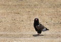 Bateleur is a medium sized eagle closest relatives of snake eagles Royalty Free Stock Photo