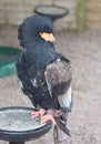 Bateleur eagle on perch Royalty Free Stock Photo