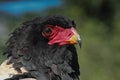Bateleur portrate Royalty Free Stock Photo