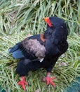 Bateleur sitting on the grass, looking at the camera lens Royalty Free Stock Photo