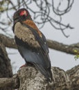 Bateleur surveying the savanah from its perch Royalty Free Stock Photo