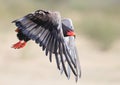 Bateleur taking off in the Kalahari