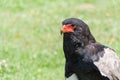 Bateleur (Terathopius ecaudatus)