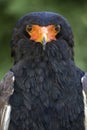 Bateleur Terathopius ecaudatus Royalty Free Stock Photo