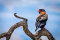 The bateleur Terathopius ecaudatus