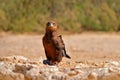 Bateleur, Terathopius ecaudatus, eagle on the rocky ground, drinking at waterhole against sunny, dry desert in background. Africa Royalty Free Stock Photo