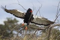 Bateleur - Terathopius ecaudatus