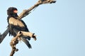 Bateleur (Terathopius ecaudatus)